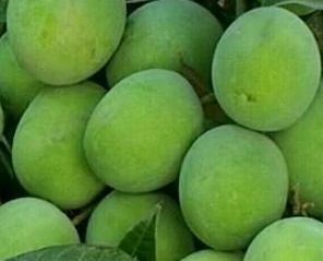 انبه بدون هسته ترشی